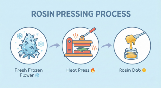 What Is Live Rosin? A Simple Guide